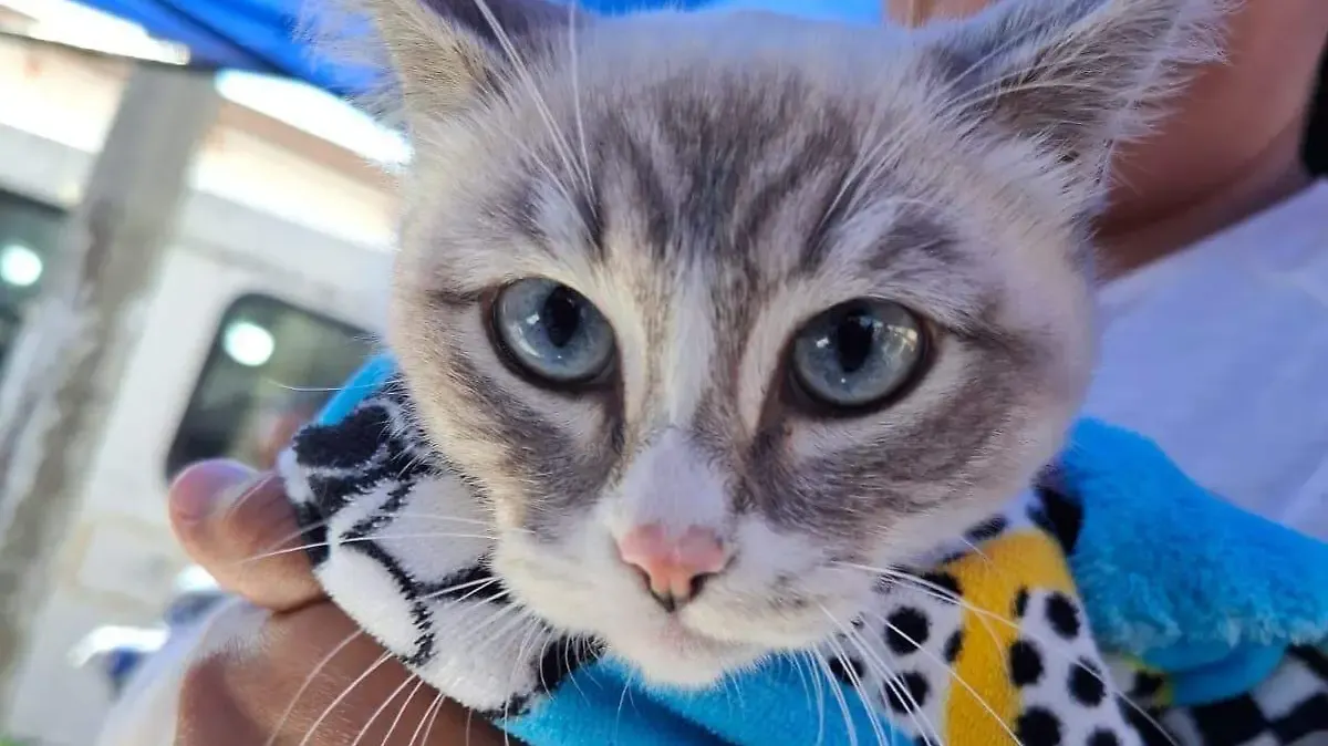Esterilización y vacunación GRATIS para mascotas en Toluca se mantiene durante vacaciones