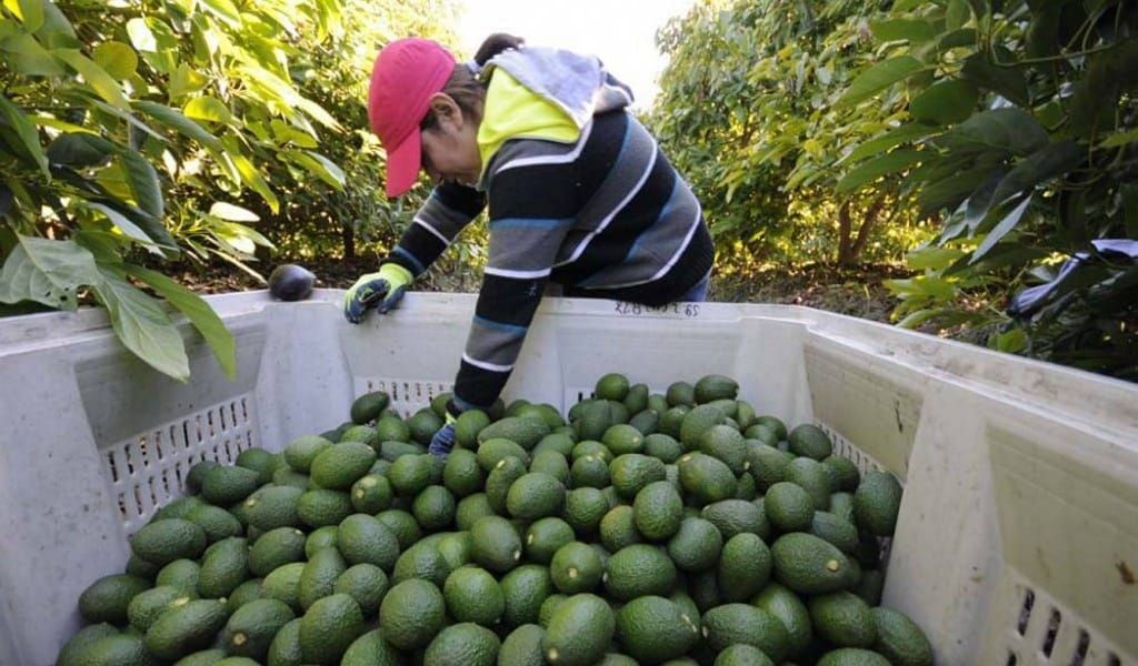 Frena Estados Unidos avance de exportación de aguacate de Edomex