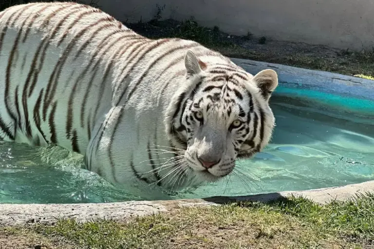 Pierde la vida tigre de Bengala Kenzo durante su captura, esto pasó