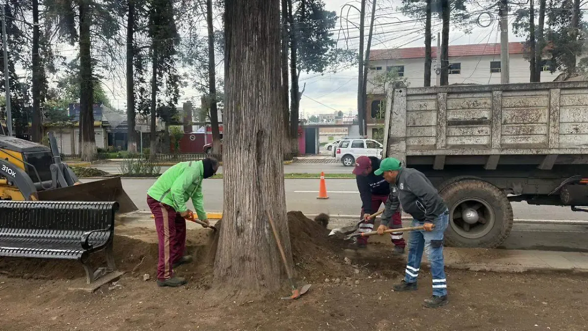 Por riesgo de colapso, retirarán árboles de Paseo Colón en Edomex
