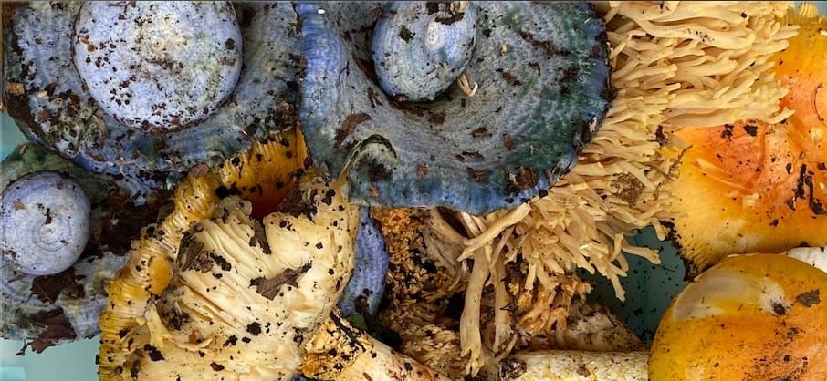 Recolección de hongos: ahora hay una ruta gastronómica que atrae visitantes a Tepotzotlán