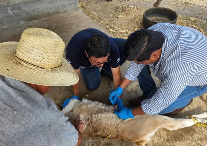 Refuerza Zumpango medidas por gusano barrenador