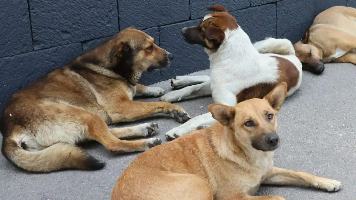 Reportan aumento de abandono de perros en Edomex