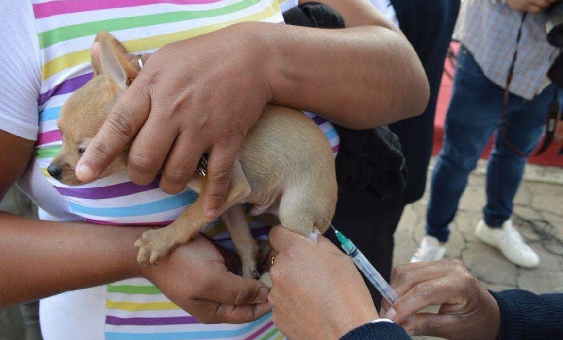 ¿Dónde vacunar contra la rabia a perros y gatos en Edomex?