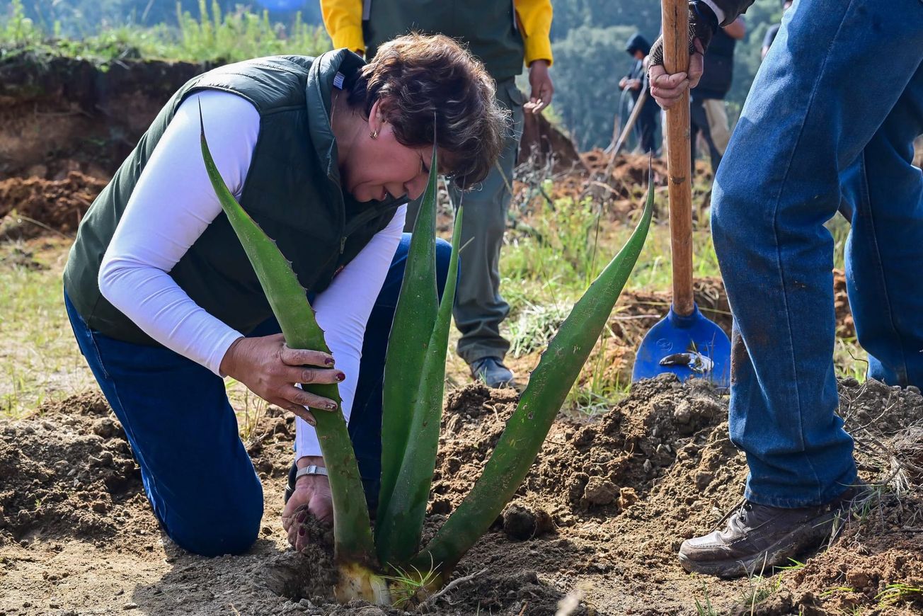 Encabeza Delfina Gómez reforestación en Edomex