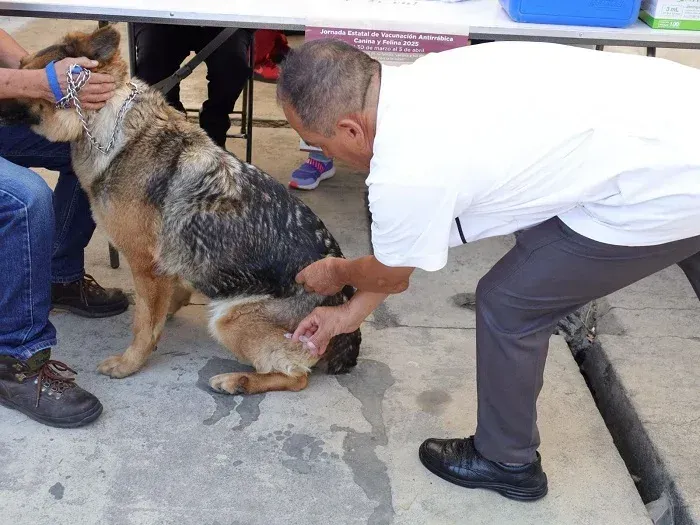 Lidera Edomex vacunación antirrábica de mascotas