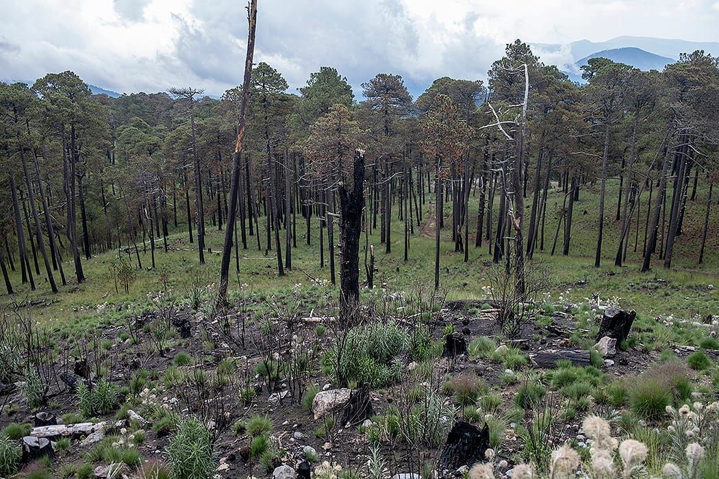 Pierde Edomex 5 mil hectáreas de bosque: Probosque