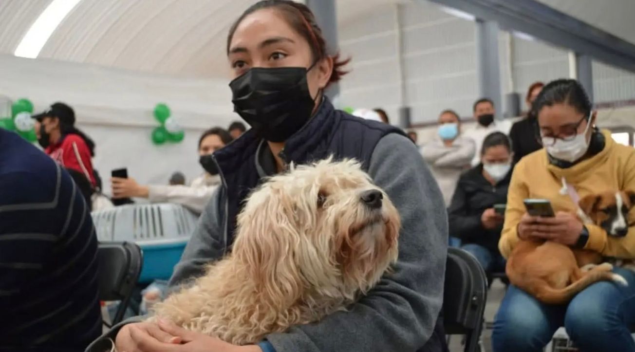 ¿Dónde vacunar GRATIS contra la rabia a perros y gatos en Edomex?