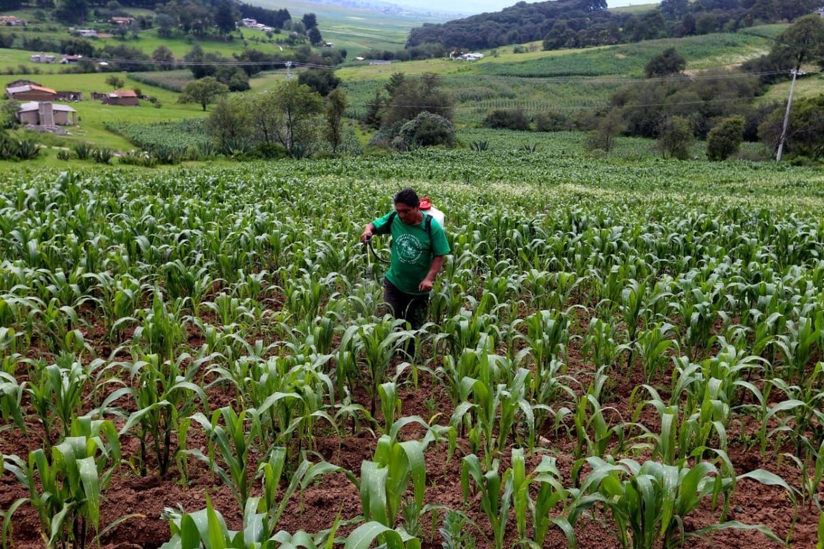 Emprendedores mexiquenses buscan ampliar mercados agroindustriales