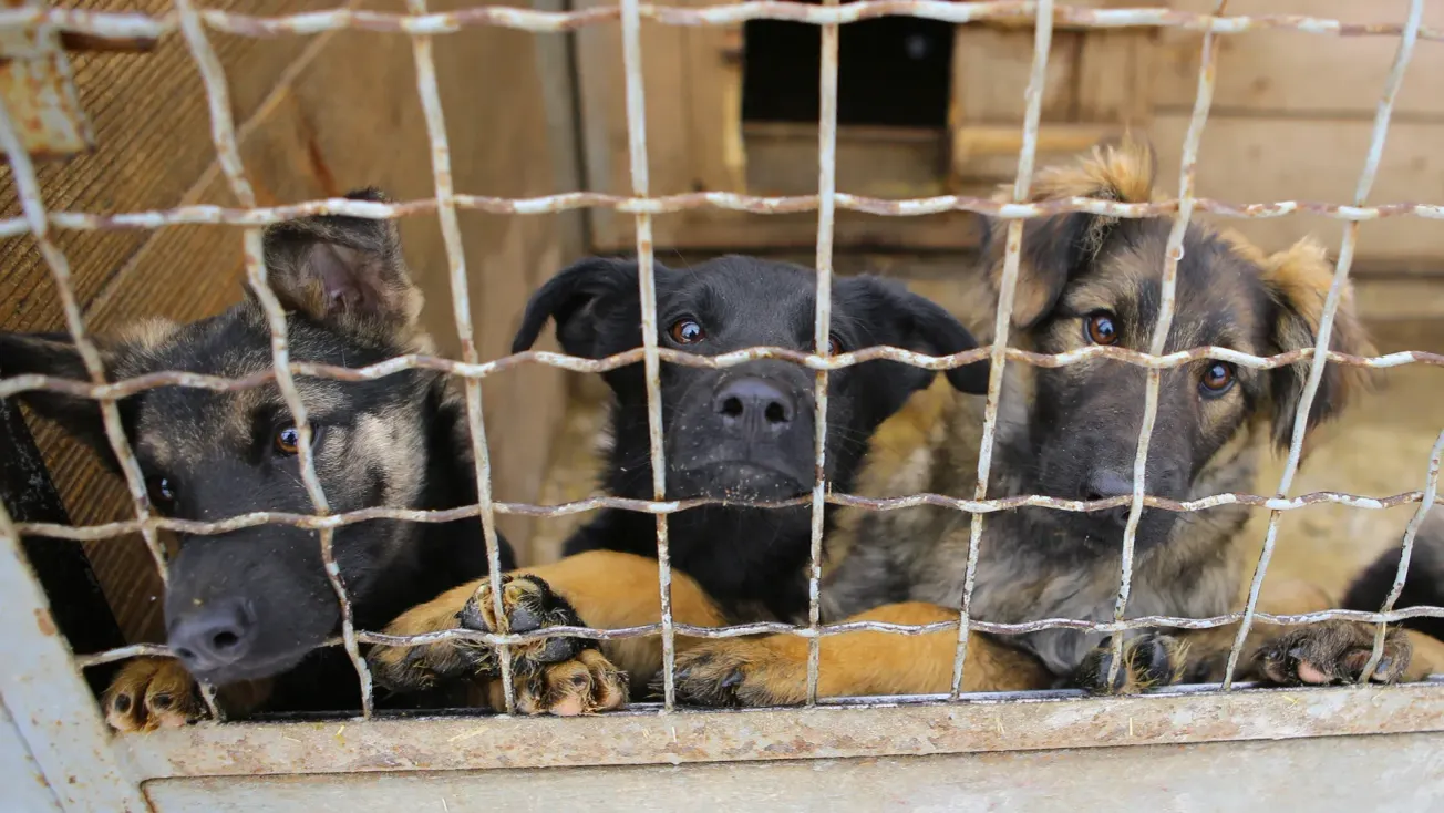 Endurece Edomex castigo por maltrato animal: hasta 11 años de prisión