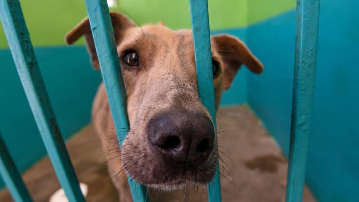¿De cuánto son las multas por maltrato animal en Edomex 2026?