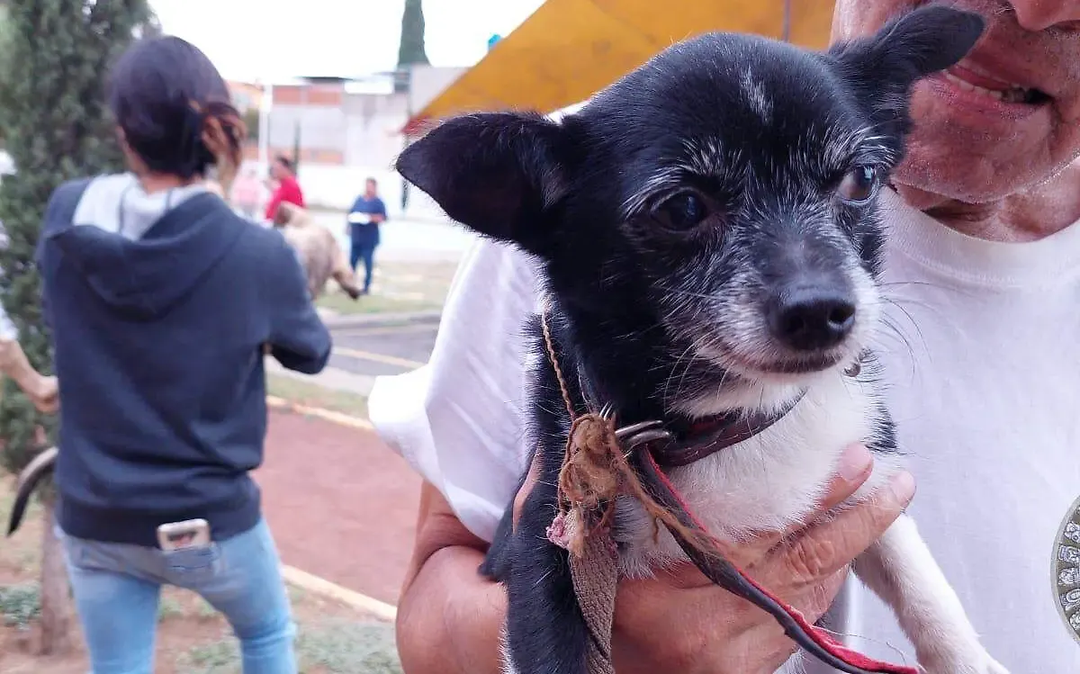 ¿Dónde y cuándo puedes esterilizar GRATIS a tu mascota en Edomex?