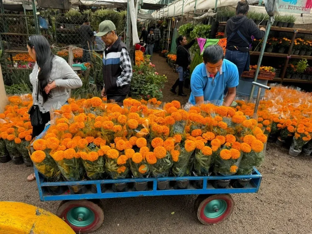 Destina Edomex 2 mil hectáreas al cultivo de cempasúchil