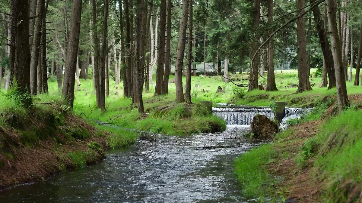 Recupera Probosque bosques de galería en Edomex