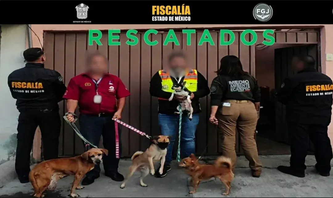 Rescatan en Edomex a 33 perros y 6 gatos por posible maltrato animal