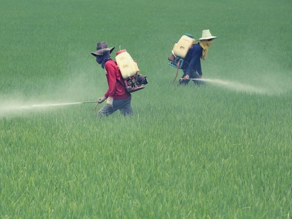 Oba hojalygynyň syrlar dünýäsi ýa-da pestisidleriň we gerbisidleriň daşky gurşawa ýetirýän fatal täsiri