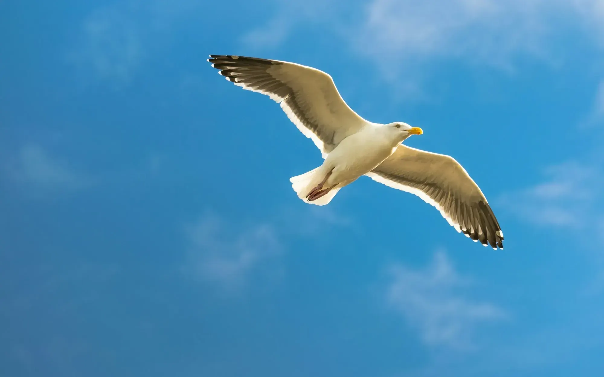 Un gardien éclate une mouette lors de son dégagement