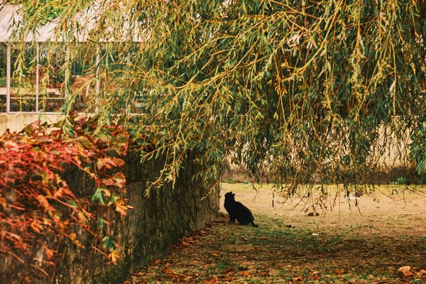 Autumn Magic at Porto's Botanical Garden
