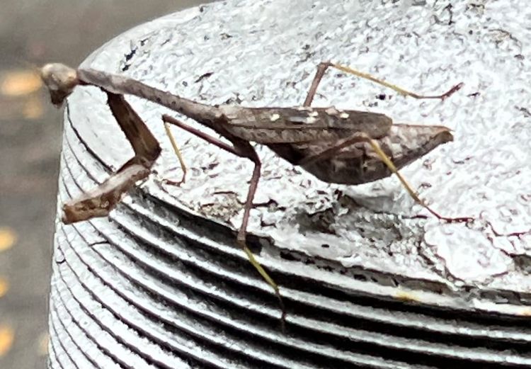 A Gray Praying Mantis