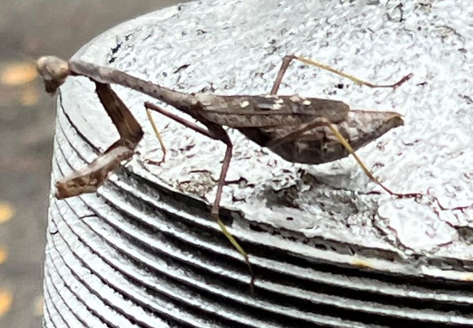 A Gray Praying Mantis
