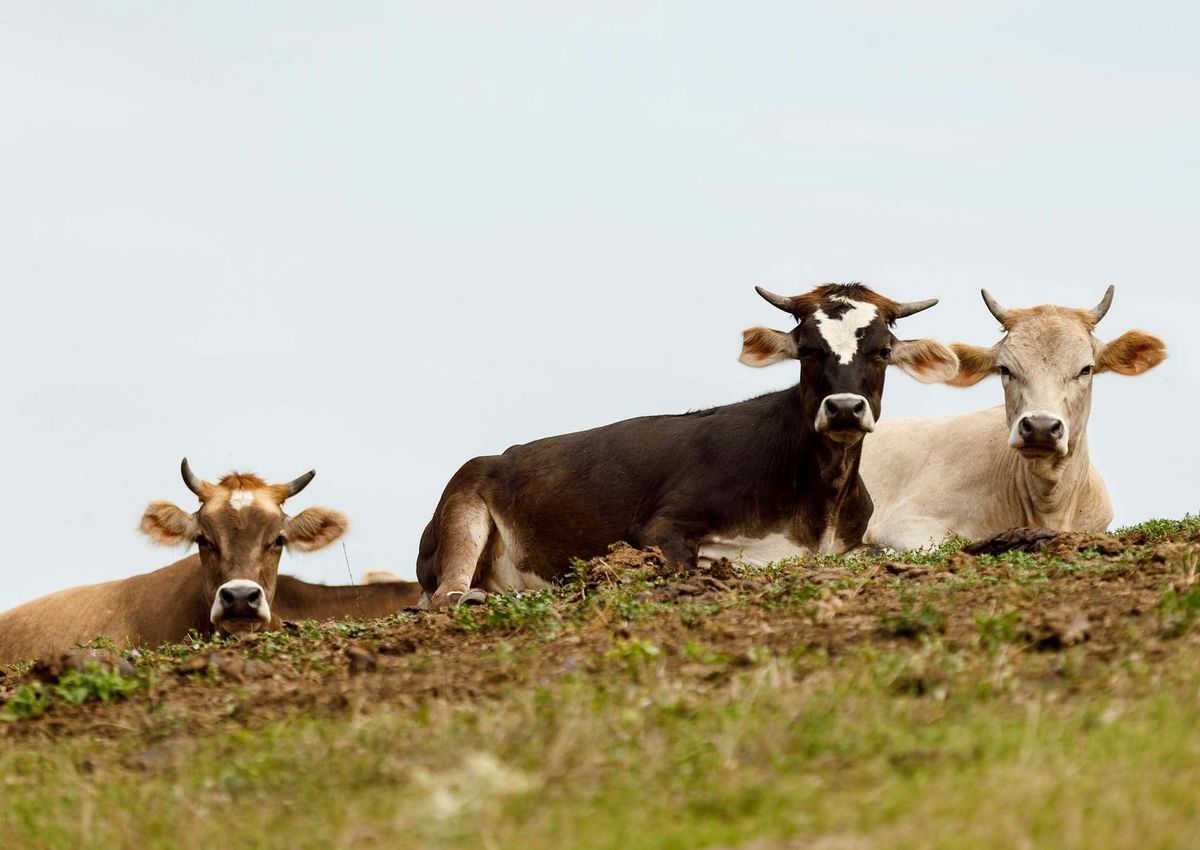 The Hidden National Security Threat: How Our Diets Are Undermining Global Stability