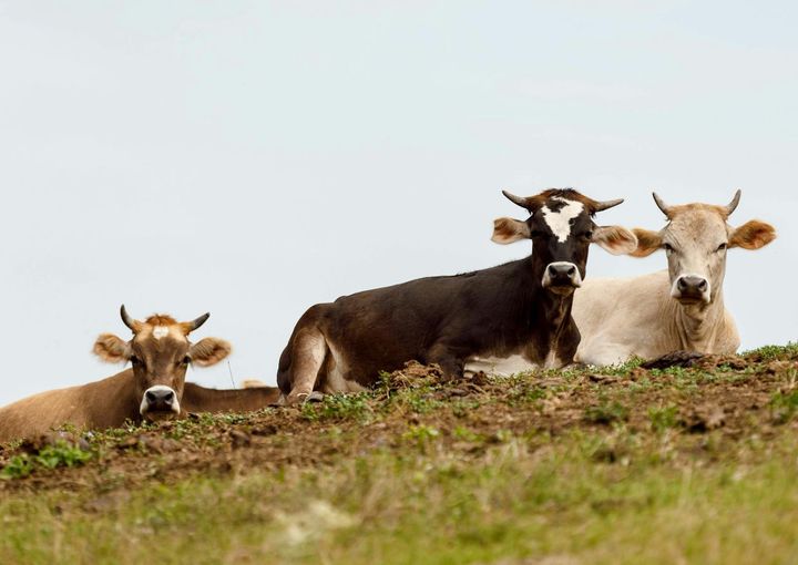 The Hidden National Security Threat: How Our Diets Are Undermining Global Stability