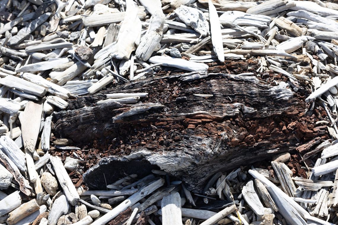 Mixed Driftwood
