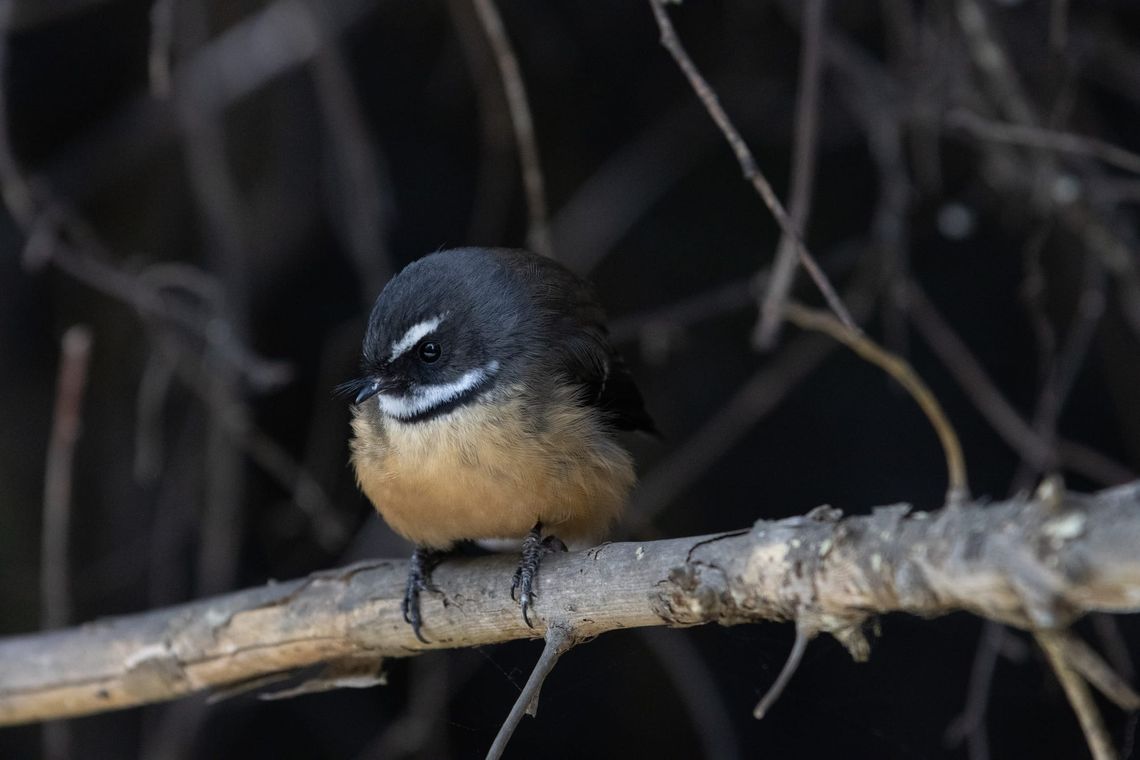 Fantail bird perching on a branch