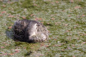 Duck Sleeping in weed-strewn pond
