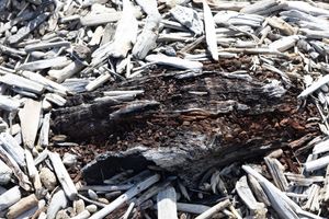 Mixed Driftwood