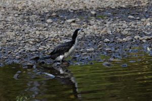 Cormorant by river
