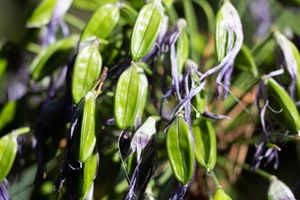Flowers and seed pods
