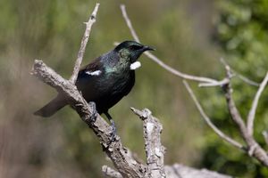 Tūī perched high in tree