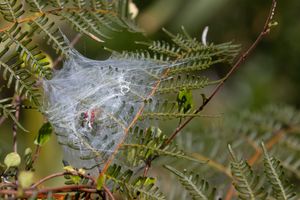 Webbing on fern leaf