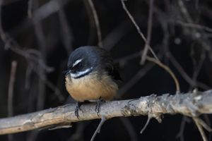 Fantail Perching