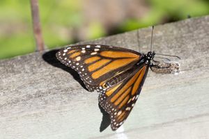 Admiral Butterfly Wings Open