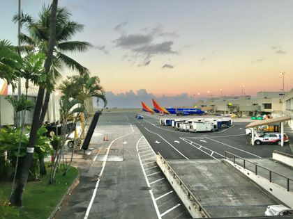 A Flight Attendant Wants You to 'Be a Palm Tree.' Here's What He Means.