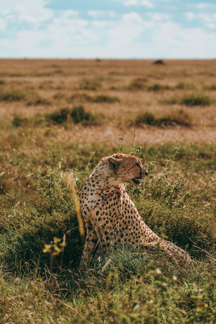 What to Expect on an African Safari