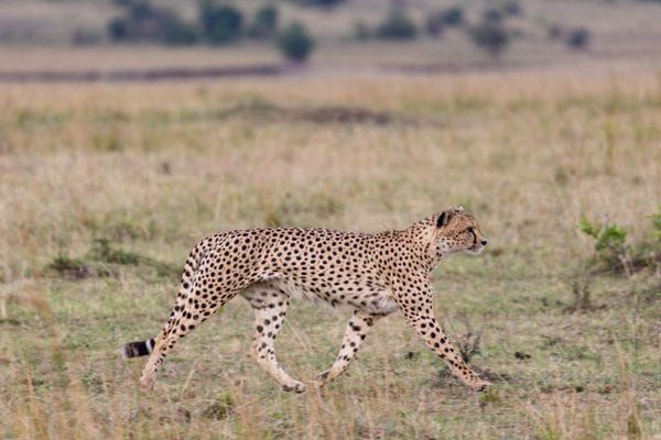 Exploring the Masai Mara