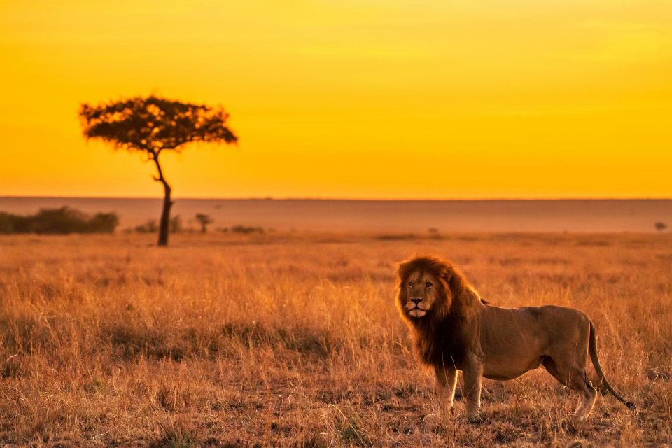 Witnessing The Big Five