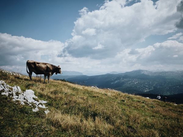 The Future of Self-driving Cows