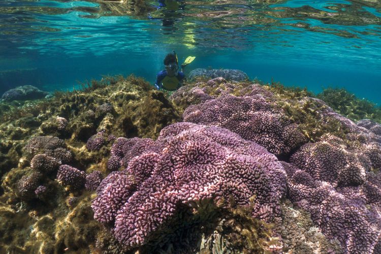 Wadjemup Rottnest Limestone