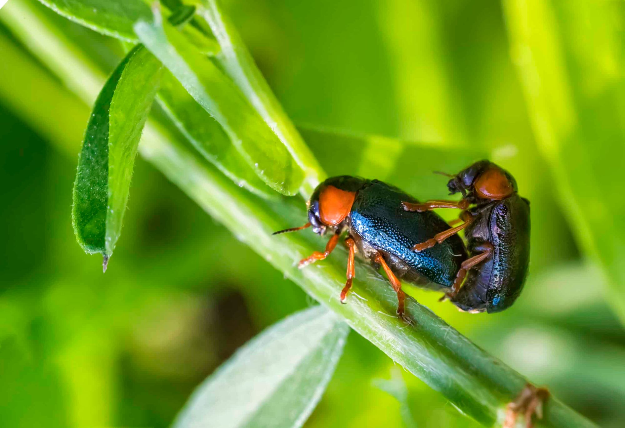 What's Wrong with Jumping Into Sex First?