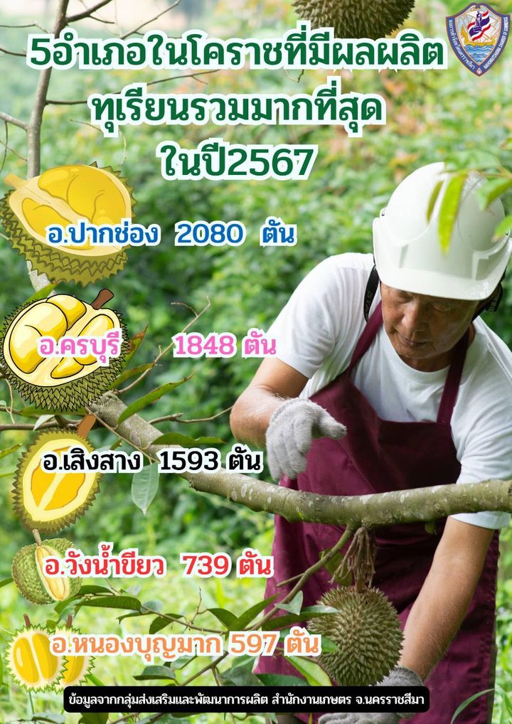 5 อำเภอในโคราช ที่ผลิตทุเรียนมากที่สุดในปี 2567
