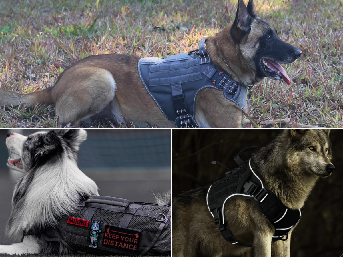 A German Shepherd, Siberian Husky, and a Border Collie wearing tactical harnesses.