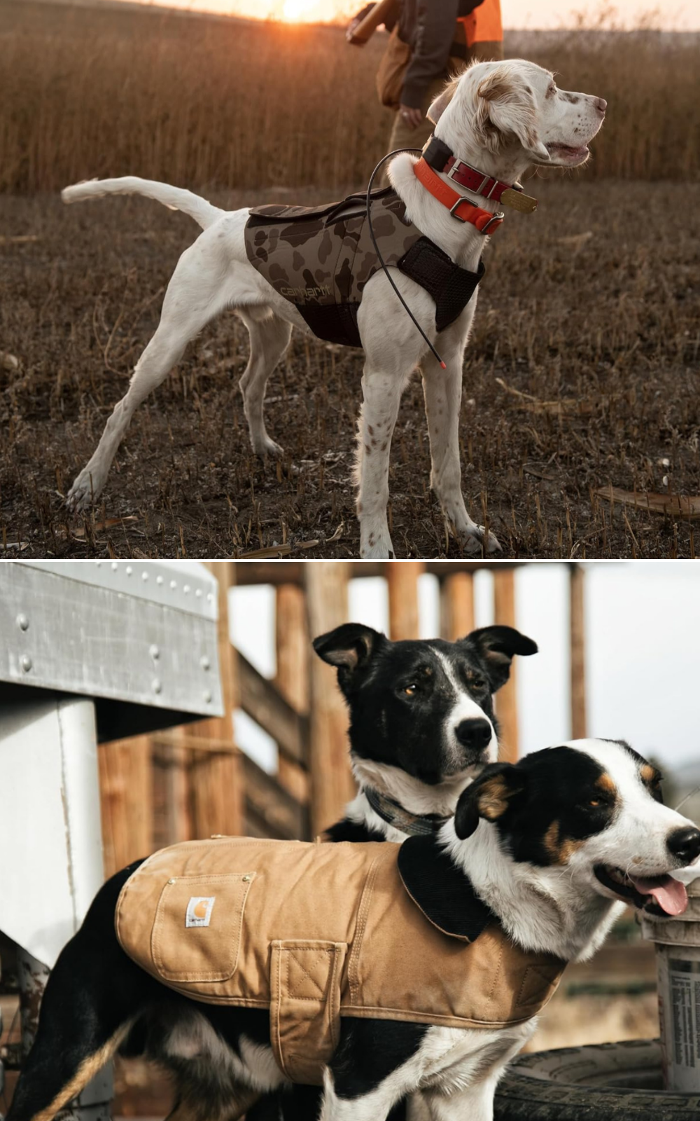 A bird dog wearing neoprene and two dogs, one wearing a Carhartt Jacket for dogs.