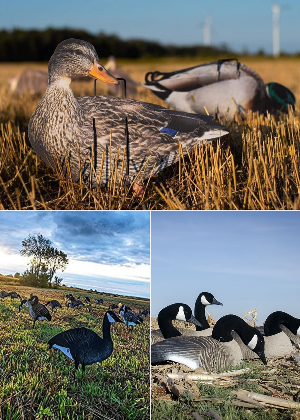 Three types of geese, sitting, standing and feeding.