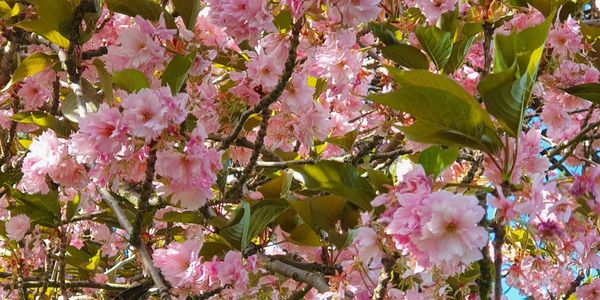 Why London should embrace hanami 🌸