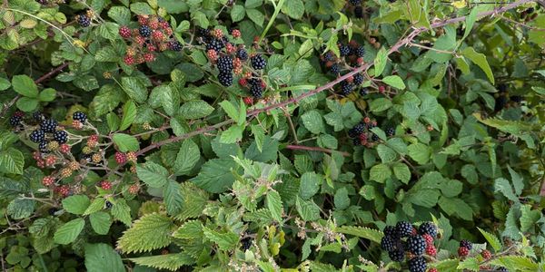 Lavender cutting, river singing, seed swapping