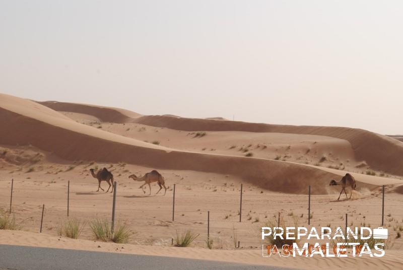 preparando-las-maletas-8